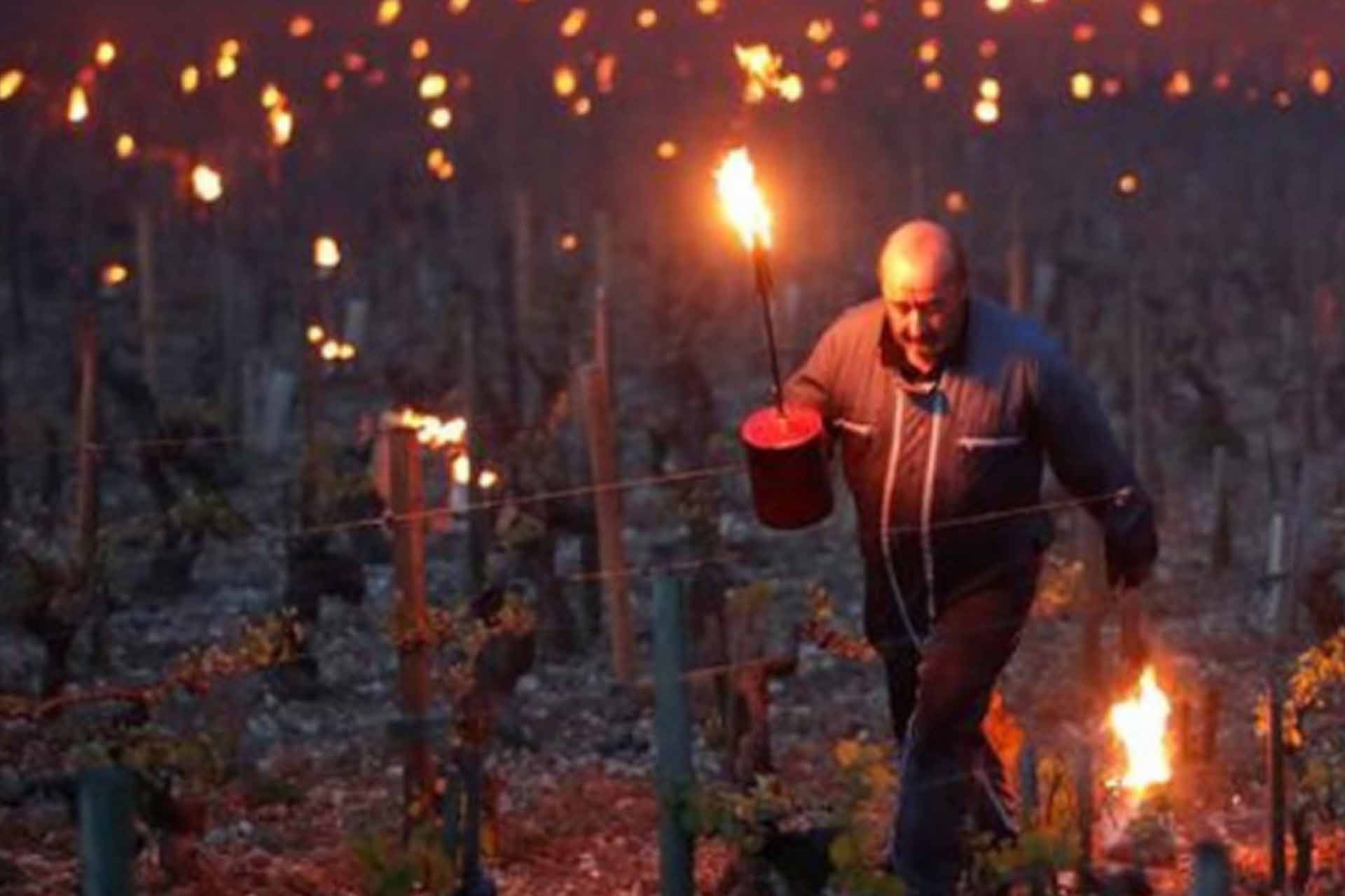 Extreem weer in de wijngaard