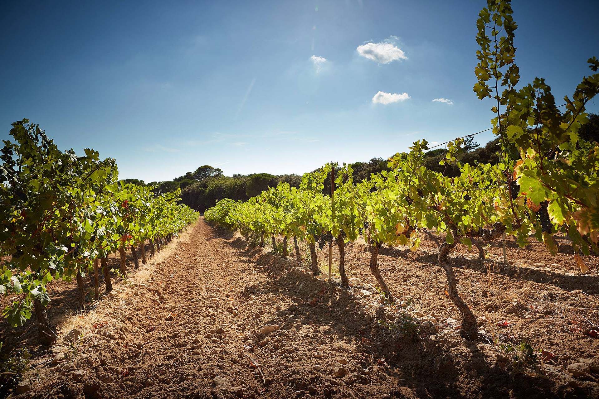 Waarom is de rosé uit de Provence zo bijzonder?